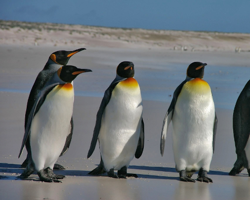 Falkland_Islands_Penguins_36