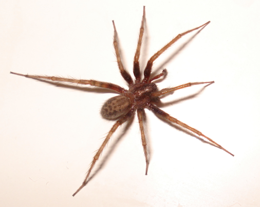 Spider-2007-10-09