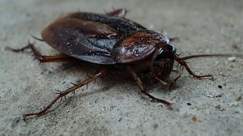 cockroach-svab-robot