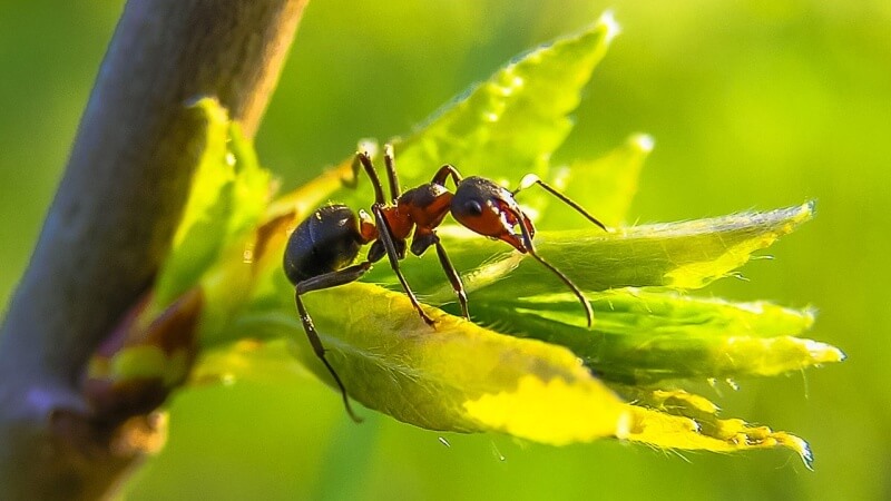 ant-mravenec-evoluce