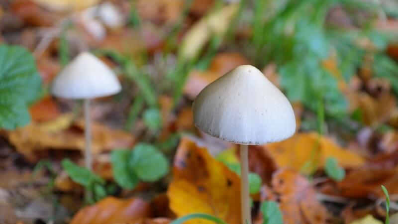 mushroom-lisohlavky