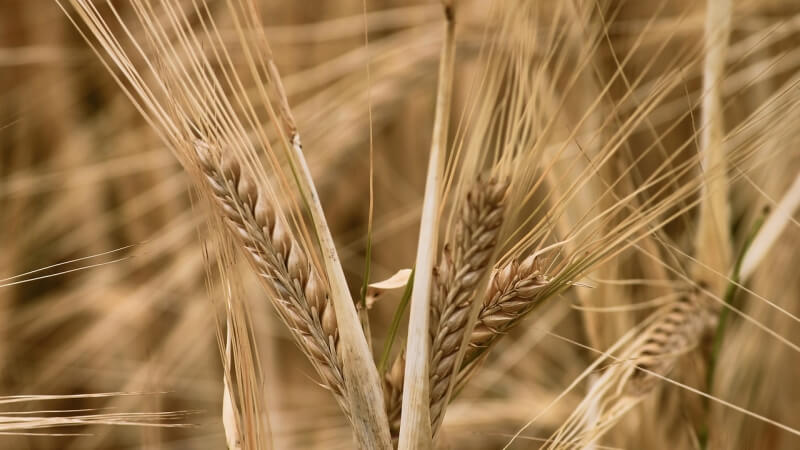 barley-ječmen