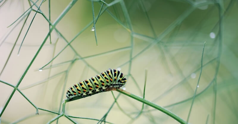 caterpillar-housenka