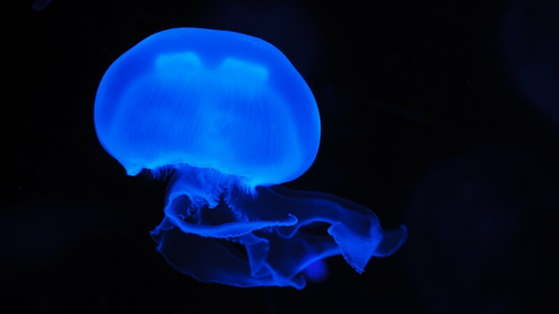 jellyfish-meduza