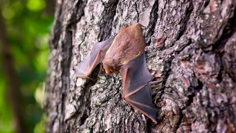 bat-netopyr(1)