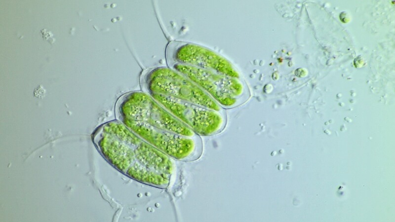 microalgae-mikrorasy(1)