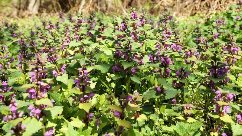 hlechavka-koronavirus-purple-flowers