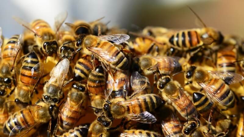 honey-bees-vcela-ul(1)