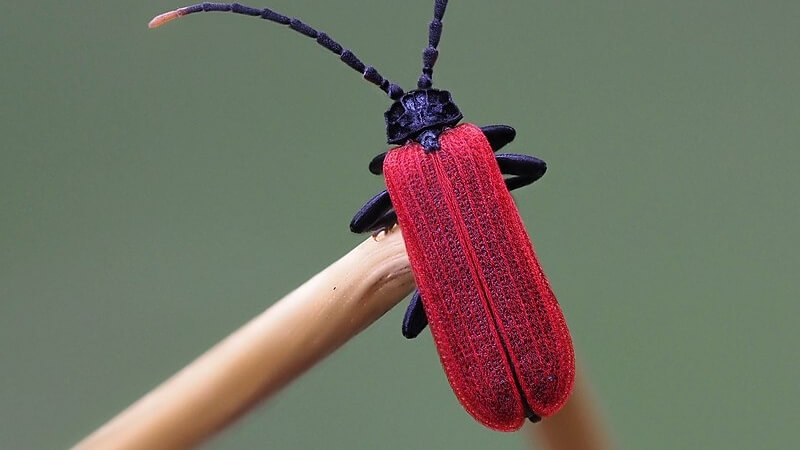 Coleoptera-Lycidae-mimikry-hmyz-entomologie(1)