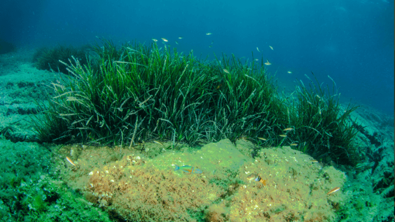 morska-trava-flora-ekosystem (1)
