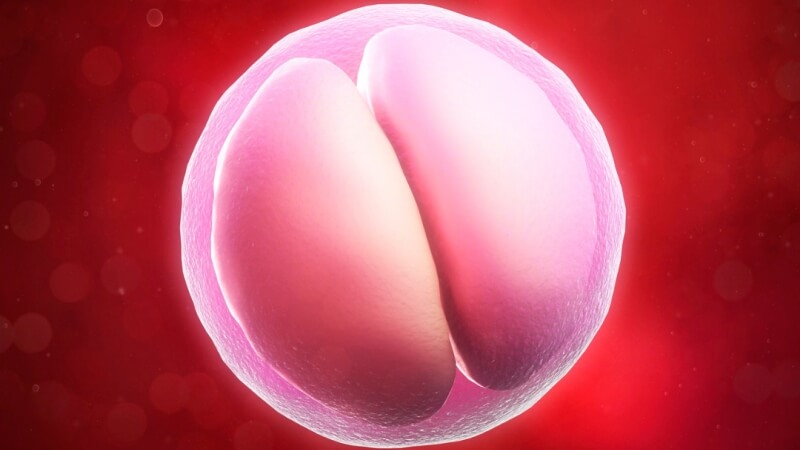 oplodneni-embryo-plodnost-tehotenstvi(1)